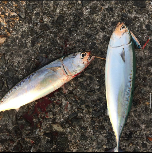 カツオの釣果