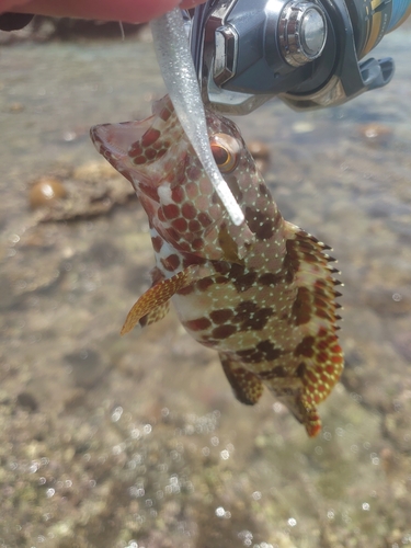 イシミーバイの釣果