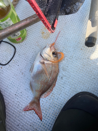 マダイの釣果