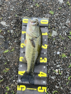 ブラックバスの釣果