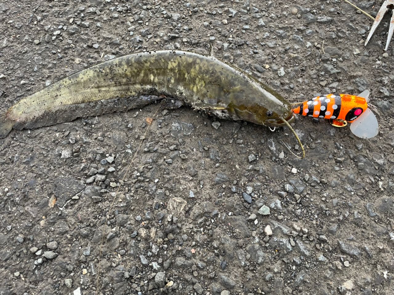 ナマズ