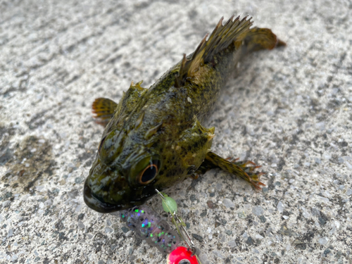 ムラソイの釣果