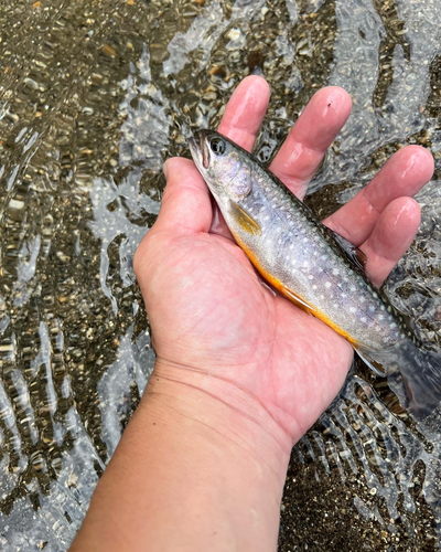 イワナの釣果