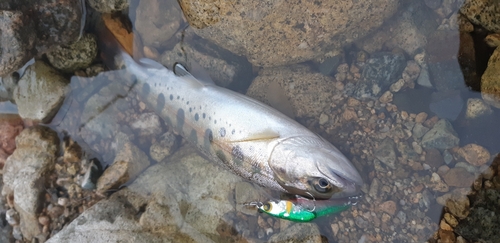 ヤマメの釣果