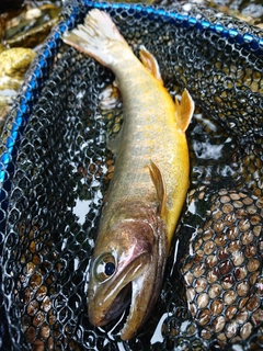 イワナの釣果