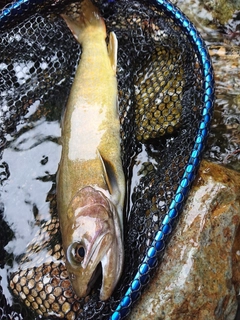 イワナの釣果