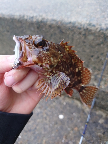 カサゴの釣果