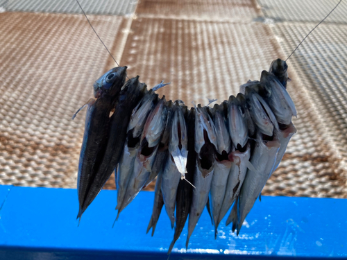 イワシの釣果