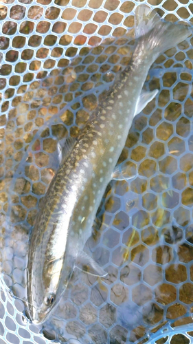 エゾイワナの釣果