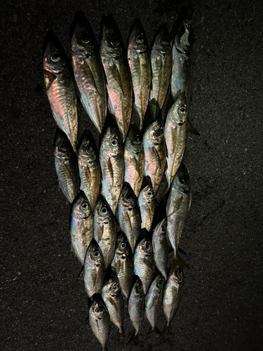 アジの釣果