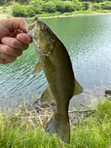 スモールマウスバスの釣果