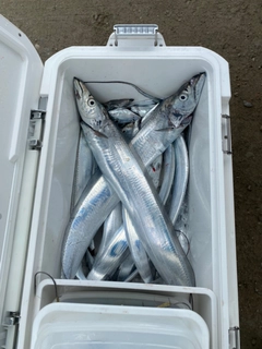 タチウオの釣果