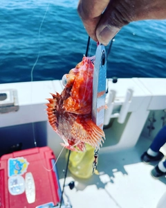 ウッカリカサゴの釣果