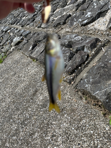 カワムツの釣果