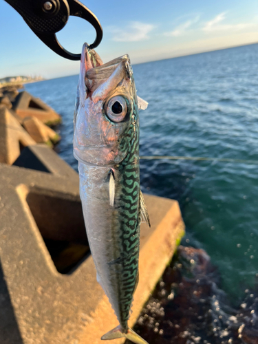 サバの釣果