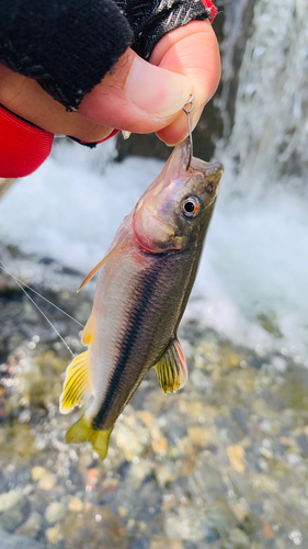 カワムツの釣果