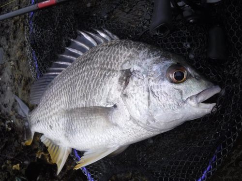 キビレの釣果