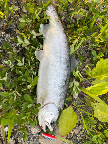 ニジマスの釣果