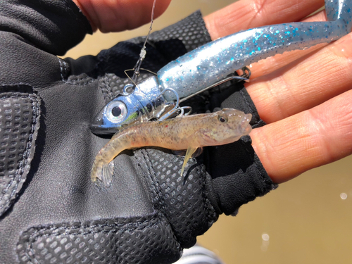 ハゼの釣果