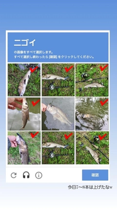 ニゴイの釣果