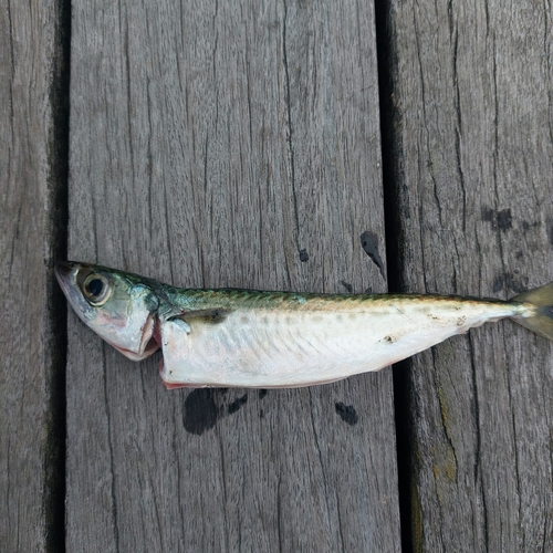 サバの釣果