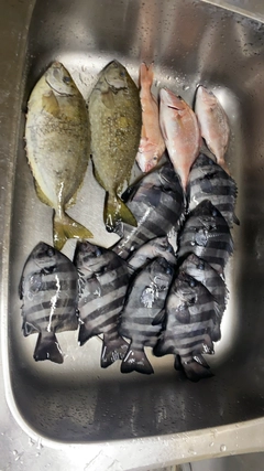 サンバソウの釣果