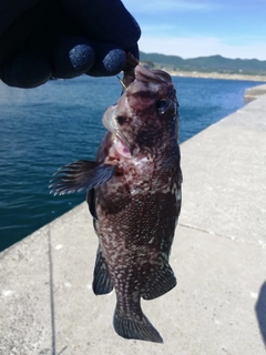 クロソイの釣果