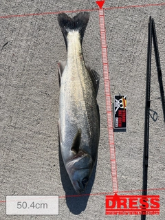 シーバスの釣果