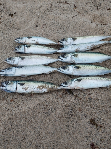 サバの釣果