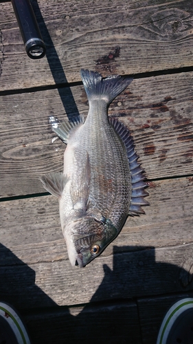 チヌの釣果