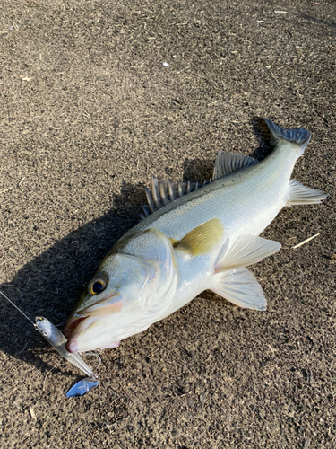 スズキの釣果