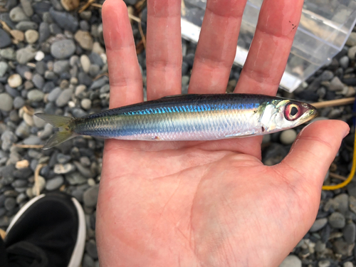 イワシの釣果