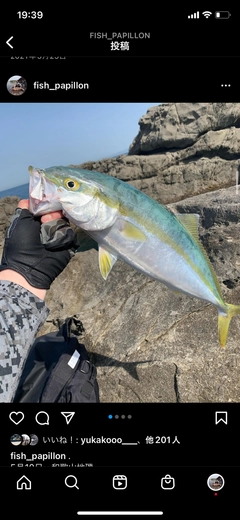 ハマチの釣果