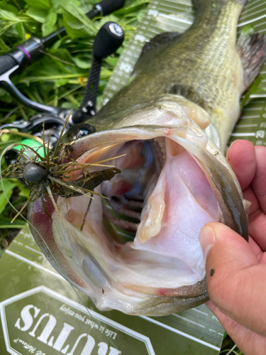 ブラックバスの釣果