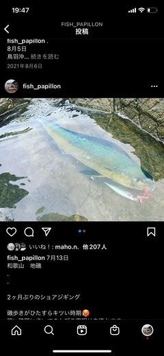 シイラの釣果