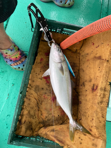 ハマチの釣果