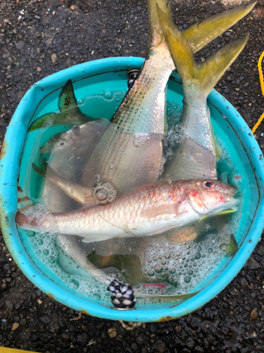 ヒメジの釣果