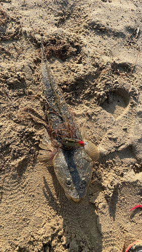 マゴチの釣果