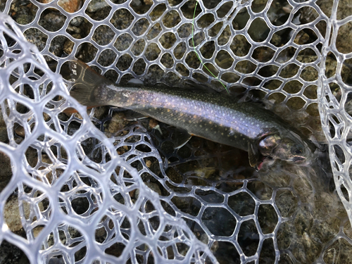 イワナの釣果