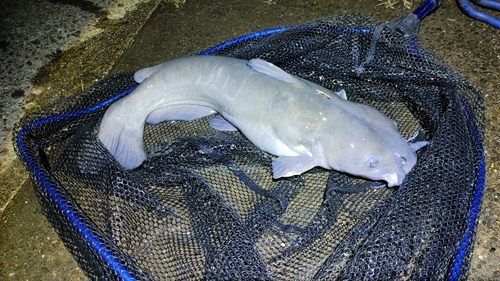 アメリカナマズの釣果