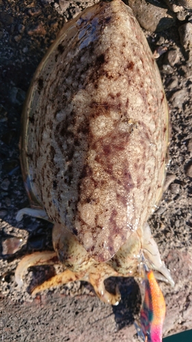 コウイカの釣果