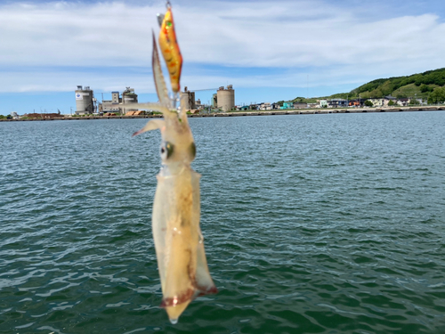 マメイカの釣果