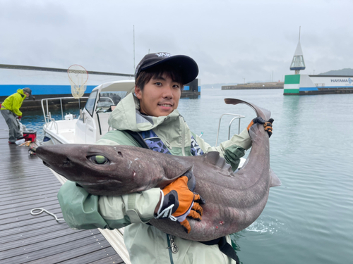 モミジザメの釣果