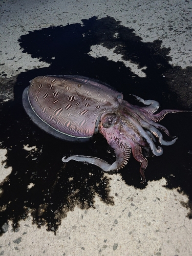 モンゴウイカの釣果