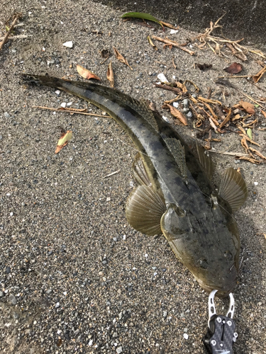 マゴチの釣果