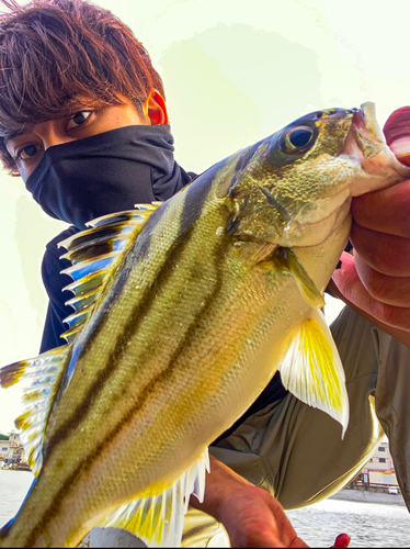 コトヒキの釣果