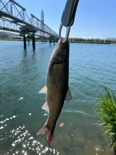 ウグイの釣果