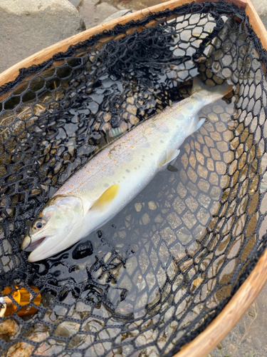 アマゴの釣果