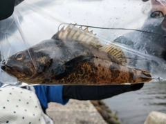 タケノコメバルの釣果