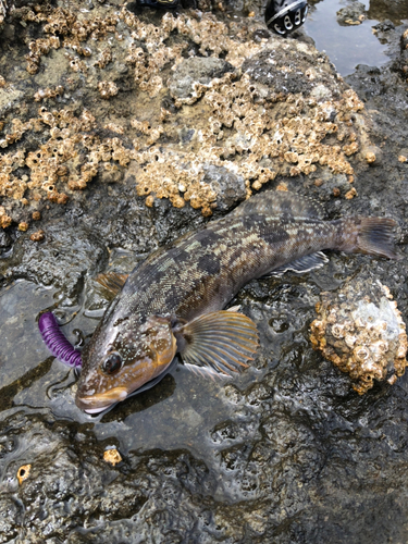 アイナメの釣果